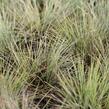 Kostřava popelavá 'Golden Toupee' - Festuca glauca 'Goulden Toupee'