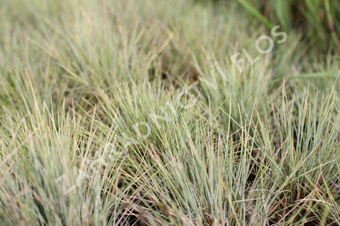 Kostřava popelavá 'Golden Toupee' - Festuca glauca 'Goulden Toupee'