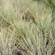 Kostřava popelavá 'Golden Toupee' - Festuca glauca 'Goulden Toupee'