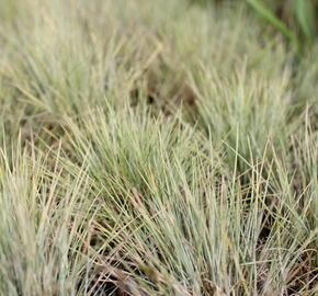 Kostřava popelavá 'Golden Toupee' - Festuca glauca 'Goulden Toupee'