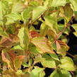 Svída krvavá 'Anny's Winter Orange' - Cornus sanguinea 'Anny's Winter Orange'