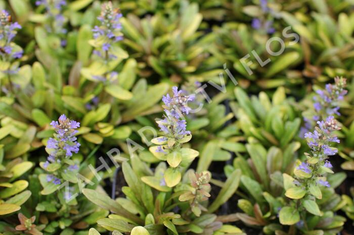 Zběhovec plazivý 'Feathered Friends Fancy Finch' - Ajuga reptans 'Feathered Friends Fancy Finch'