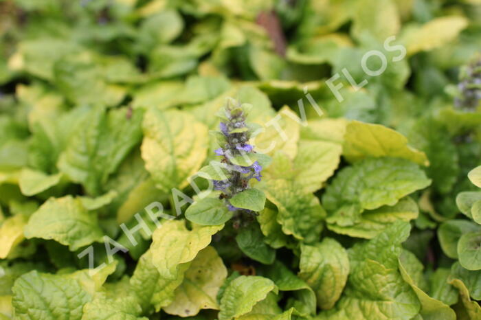 Zběhovec plazivý 'Feathered Friends Tropical Toucan' - Ajuga reptans 'Feathered Friends Tropical Toucan'