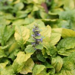 Zběhovec plazivý 'Feathered Friends Tropical Toucan' - Ajuga reptans 'Feathered Friends Tropical Toucan'