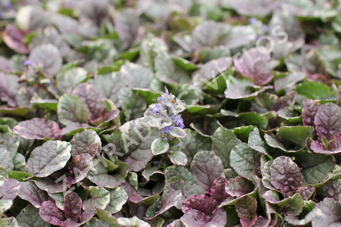 Zběhovec plazivý 'Burgundy Glow' - Ajuga reptans 'Burgundy Glow'