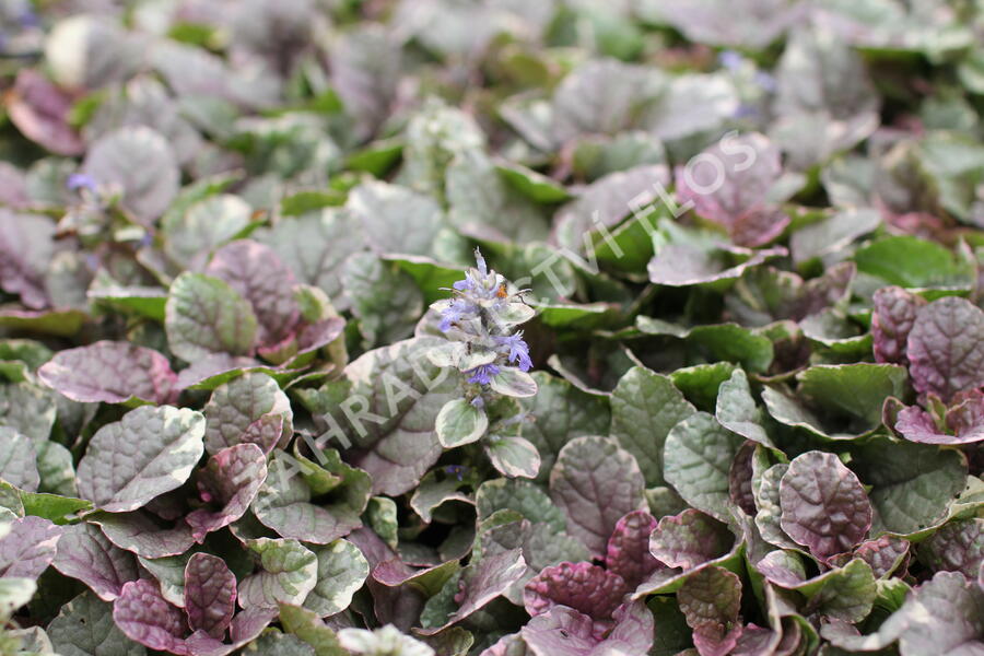 Zběhovec plazivý 'Burgundy Glow' - Ajuga reptans 'Burgundy Glow'