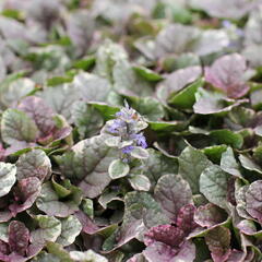 Zběhovec plazivý 'Burgundy Glow' - Ajuga reptans 'Burgundy Glow'