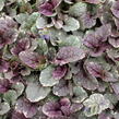 Zběhovec plazivý 'Burgundy Glow' - Ajuga reptans 'Burgundy Glow'