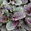 Zběhovec plazivý 'Burgundy Glow' - Ajuga reptans 'Burgundy Glow'