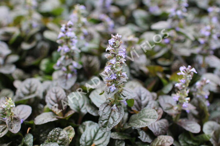 Zběhovec plazivý 'Atropurpurea' - Ajuga reptans 'Atropurpurea'