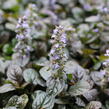 Zběhovec plazivý 'Atropurpurea' - Ajuga reptans 'Atropurpurea'