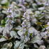 Ajuga reptans 'Atropurpurea'_01.JPG