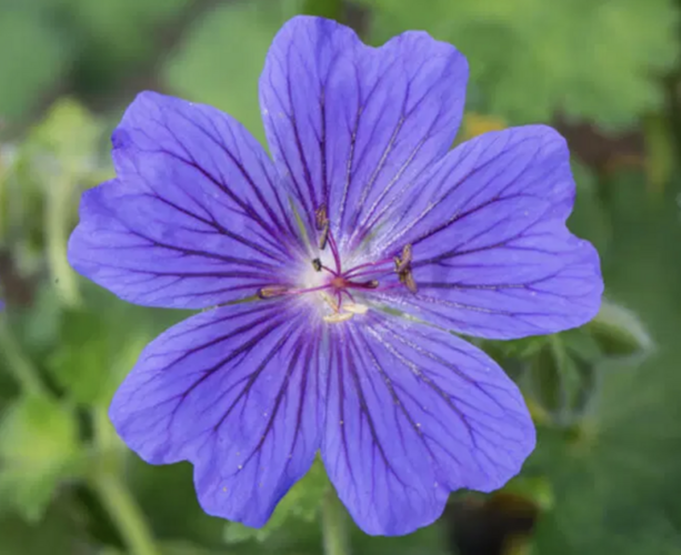 Kakost vznešený 'Rosemoor' - Geranium magnificum 'Rosemoor'