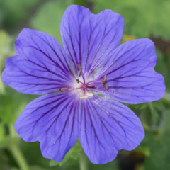 Kakost vznešený 'Rosemoor' - Geranium magnificum 'Rosemoor'