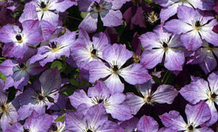 Plamének 'Cloudburst' - Clematis 'Cloudburst'