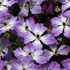 Clematis 'Cloudburst'_01.png