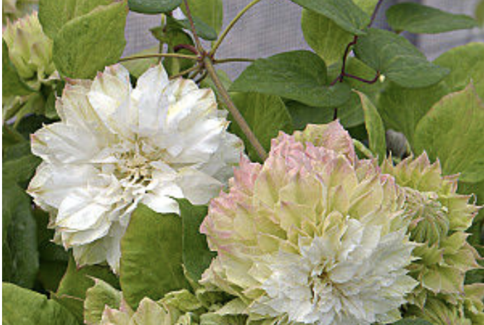 Plamének 'Midori' - Clematis 'Midori'