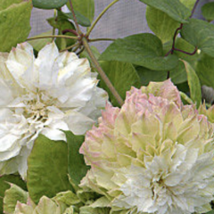 Plamének 'Midori' - Clematis 'Midori'