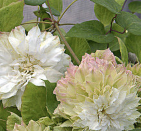 Plamének 'Midori' - Clematis 'Midori'