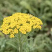 Řebříček plstnatý - Achillea tomentosa