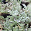 Řebříček plstnatý - Achillea tomentosa