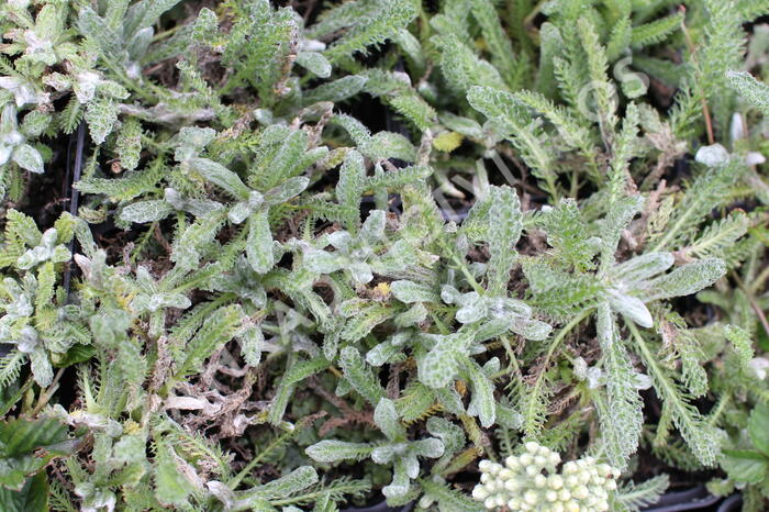 Řebříček plstnatý - Achillea tomentosa