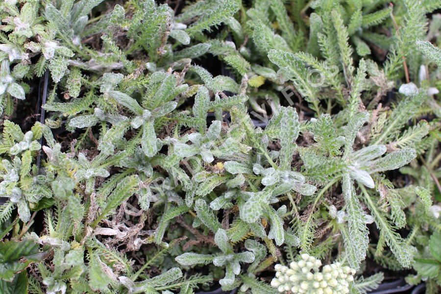 Řebříček plstnatý - Achillea tomentosa