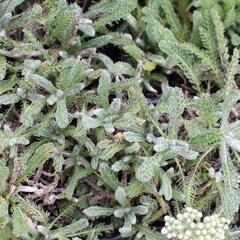 Řebříček plstnatý - Achillea tomentosa