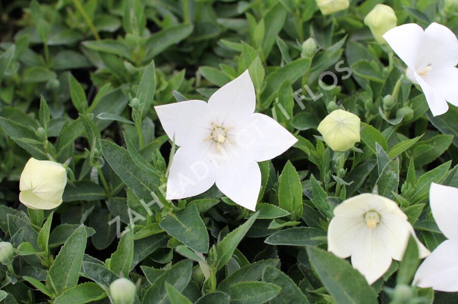 Zvonkovec velkokvětý, boubelka 'Pop Star White' - Platycodon grandiflorus 'Pop Star White'