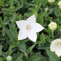 Zvonkovec velkokvětý, boubelka 'Pop Star White' - Platycodon grandiflorus 'Pop Star White'