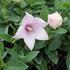 Platycodon grandiflorus 'Pop Star Pink'.JPG