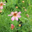 Krásnoočko 'Shades of Rose' - Coreopsis rosea 'Shades of Rose'