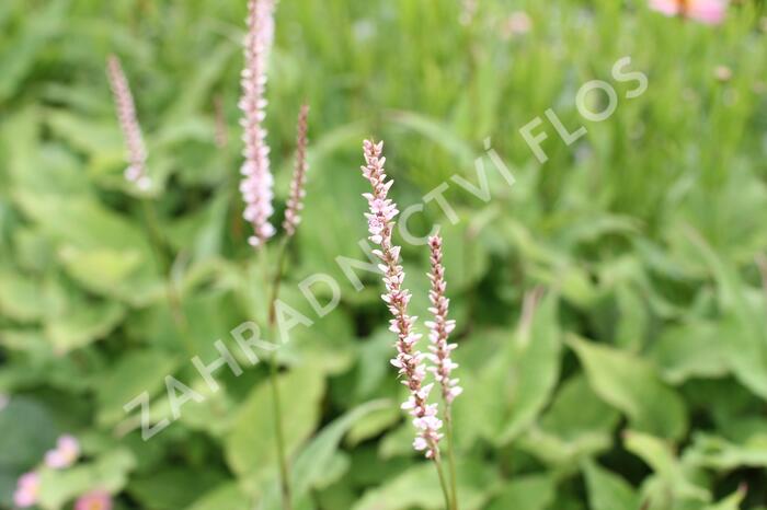 Rdesno objímavé 'JS Misty Morning' - Bistorta amplexicaulis 'JS Misty Morning'