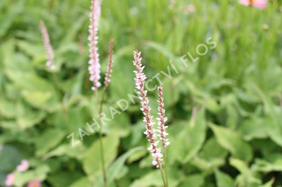 Rdesno objímavé 'JS Misty Morning' - Bistorta amplexicaulis 'JS Misty Morning'