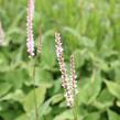 Rdesno objímavé 'JS Misty Morning' - Bistorta amplexicaulis 'JS Misty Morning'