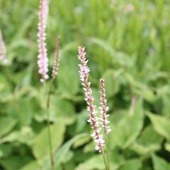 Rdesno objímavé 'JS Misty Morning' - Bistorta amplexicaulis 'JS Misty Morning'