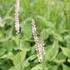 Bistorta amplexicaulis 'JS Misty Morning'.JPG