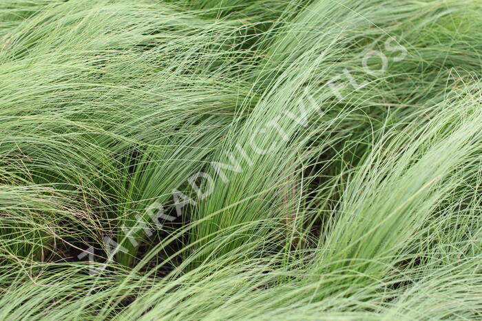 Kavyl péřovitý 'Angelhair' - Stipa tenuissima 'Angelhair'