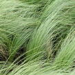 Kavyl péřovitý 'Angelhair' - Stipa tenuissima 'Angelhair'