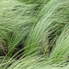 Kavyl péřovitý 'Angelhair' - Stipa tenuissima 'Angelhair'