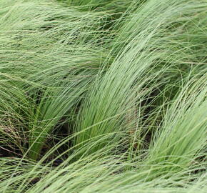 Kavyl péřovitý 'Angelhair' - Stipa tenuissima 'Angelhair'