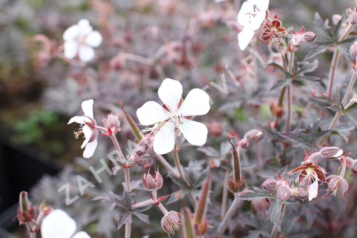 Kakost luční 'Midnight Ghost' - Geranium pratense 'Midnight Ghost'