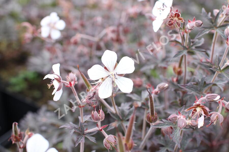 Kakost luční 'Midnight Ghost' - Geranium pratense 'Midnight Ghost'