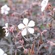 Kakost luční 'Midnight Ghost' - Geranium pratense 'Midnight Ghost'