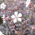 Geranium pratense 'Midnight Ghost'_01.JPG