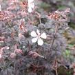 Kakost luční 'Midnight Ghost' - Geranium pratense 'Midnight Ghost'