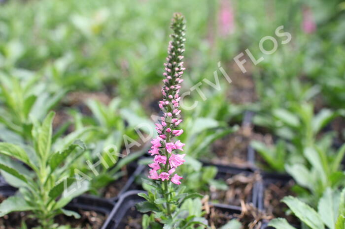 Rozrazil klasnatý 'Candles Bubblegum' - Veronica spicata 'Candles Bubblegum'