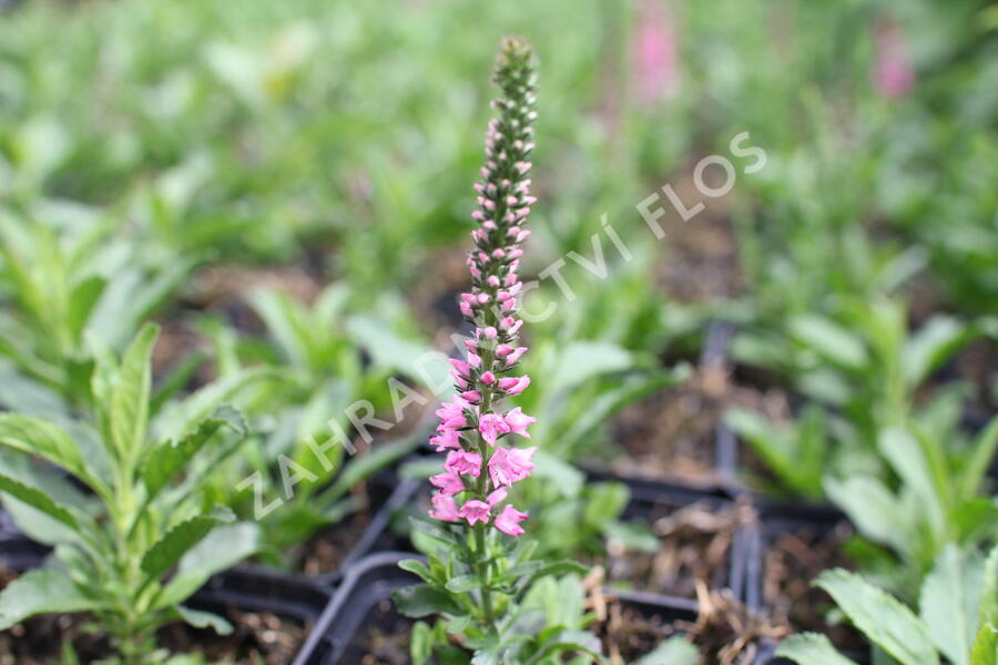 Rozrazil klasnatý 'Candles Bubblegum' - Veronica spicata 'Candles Bubblegum'