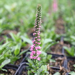 Rozrazil klasnatý 'Candles Bubblegum' - Veronica spicata 'Candles Bubblegum'