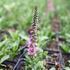 Veronica spicata 'Candles Bubblegum'.JPG